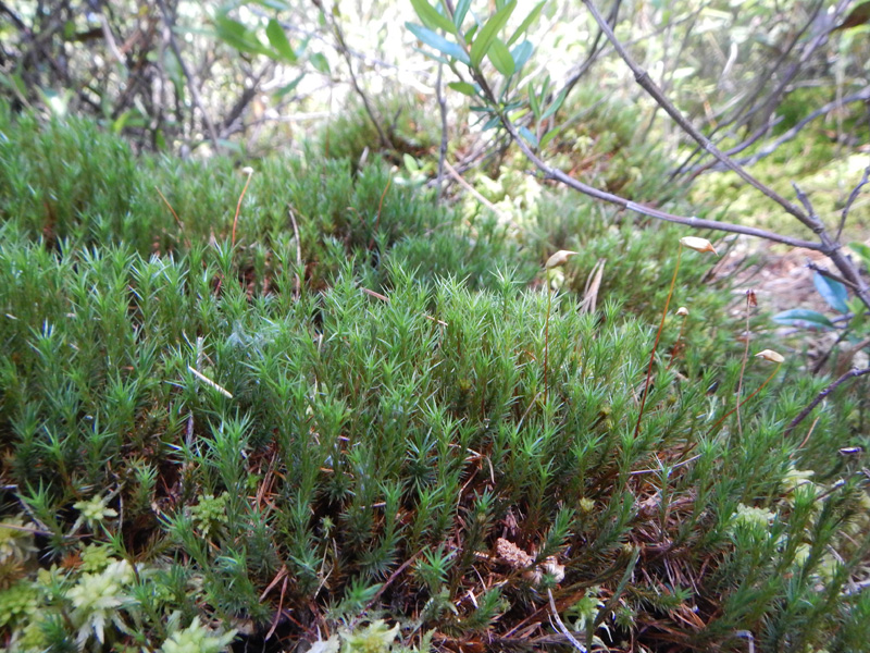 Polytrichum strictum